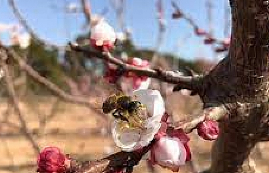 Malatya'da Kayısı Fidanına Yeni Destek! Tarımda Planlı Üretim Dönemi Başladı