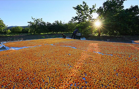 Malatya'da Kayısı Hasadı Başladı! Ancak Üreticiler Tedirgin!