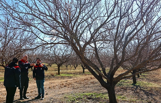 Malatya'da kayısı için kritik dönem başladı!