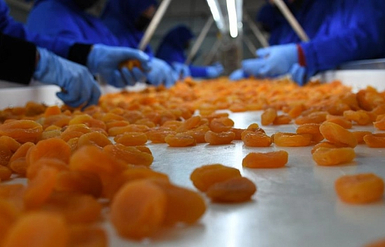 Kayısının Altın Çağı Bitti mi? Malatya'da Üreticiler İsyanda!