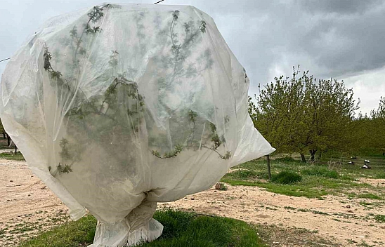 Malatya Kayısısında Naylonlu Dönem!!