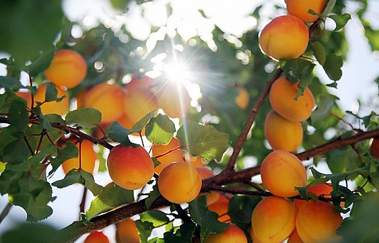 Malatya'da Kayısı Üretiminde Sorunlar Var! Rakamlar Uyuşmuyor!