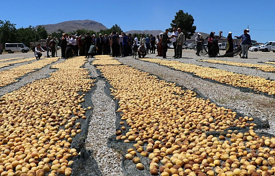 Malatya'da kayısı üretiminde yeni dönem: Zirai ilaçlara 'reçete' şartı geliyor