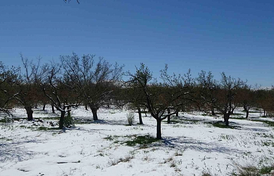 Malatya'da zirai don kabusu geri döndü! Kayısı çiçekleri kar altında kaldı