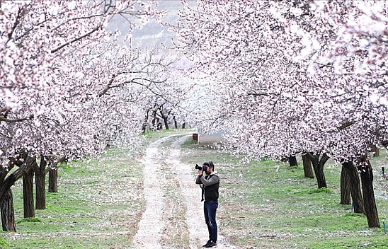 Malatya'da kayısılar çiçek açacak