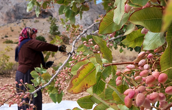 Malatya'da kayısıya alternatif olarak ekilmişti: 1,5 ton rekolte bekleniyor