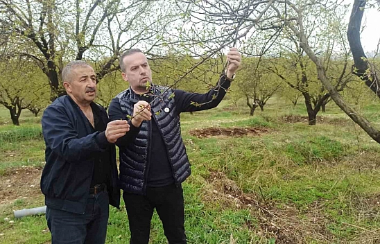 Malatya'da kayısıyı don değil dolu vurdu: Çiftçiler büyük zarar gördü!