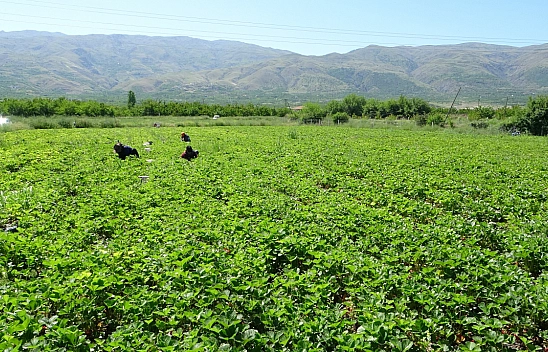 Malatya'da 'kırmızı elmas' hasadı başladı! Tarlada 50 TL!