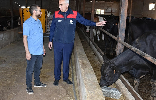 Malatya'da Kırmızı Et Üretimi İçin Dev Adım: Büyükbaş Hayvan Dağıtılacak