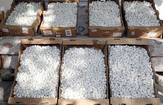 Malatya'da kırsal kalkınma hamlesi: Kayısıya alternatif geliyor