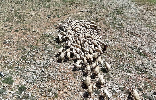 Havalar ısındı: Malatya'da küçükbaş hayvanlar doğayla buluştu