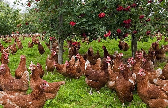 Malatya'da Kümeslerin Dengesi Şaştı: Et Tırmanıyor, Yumurta Eriyor