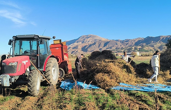 Malatya'da kuru fasulye hasadı başladı