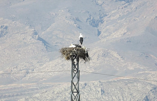 Malatya'da leylek yuvaları yandı...!