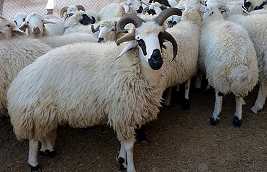Malatya'da Üçüncü Çağrı Proje Başvuruları Başladı