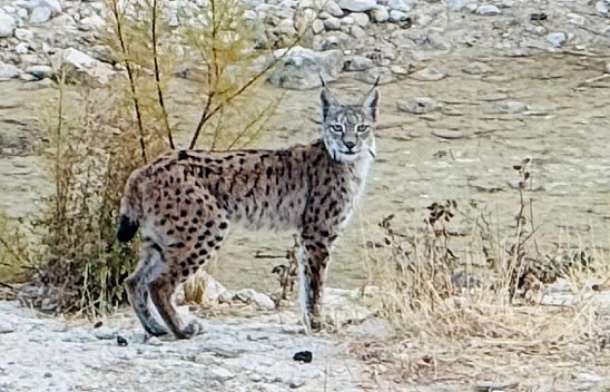Malatya'da Nesli Tehlike Altındaydı..! Hekimhan'da Görüldü...