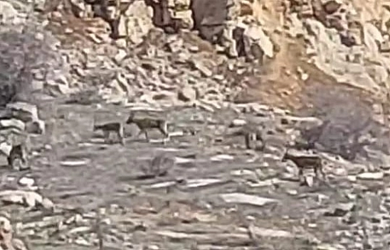 Malatya'da yaban keçisi sürü halinde görüntülendi