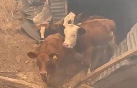 Malatya'da Orman Yangını: Hayvanlar Tahliye Ediliyor