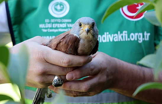 Malatya'da örnek davranış: Yaralı kerkenez tedaviye alındı
