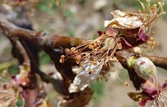 Malatya'da ekonomik kriz büyüdü: Sadece depolarda kayısı kaldı