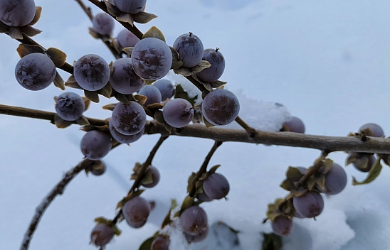 Malatya'da Sadece O Mahallede Yetiştiriliyor... Karla Tatlanıyor!
