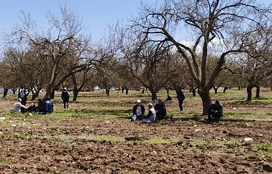Malatya'da saha araştırması yapılacak: Kayısının kaderi 14 mayısta belli olacak.. 3 Ayda bir rapor sunulacak....