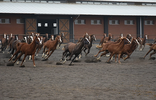 Malatya'da Şampiyon Adayları Doğdu