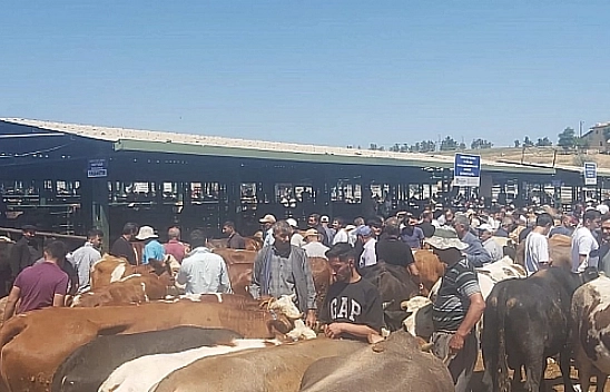 Malatya'da şap alarmı et piyasasını sarstı: Vatandaş pahalıya alıyor, üretici ucuza kesiyor
