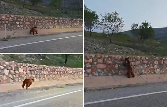 Malatya'da şaşırtan anlar: Seyir halindeki aracın önüne ayı çıktı!