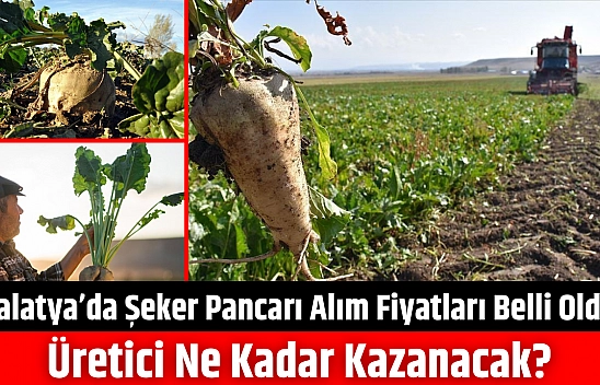 Malatya'da şeker pancarı alım fiyatları belli oldu: Üretici ne kadar kazanacak?