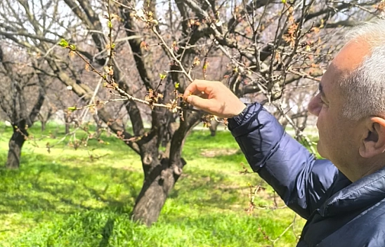Zirai don uyarısı yapılmıştı: Malatya'da kayısı bahçelerinde ilk inceleme!