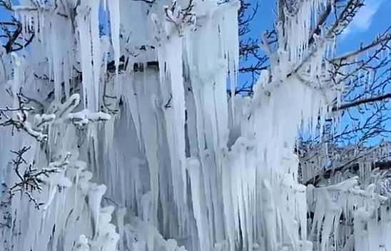 Malatya'da Soğuktan Kayısı Ağaçlarında Sarkıt Oluştu!