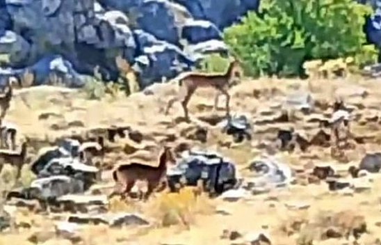 Malatya'da nesli koruma altındaki yaban keçileri görüntülendi