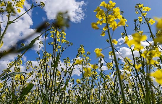 Malatya'da termometreler yükseliyor! Sıcaklık 27 dereceye kadar çıkacak....