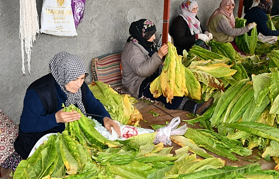 Malatya'da tütün üreticisi havlu atıyor: Maliyetler arttı fiyatlar yarı yarıya düştü