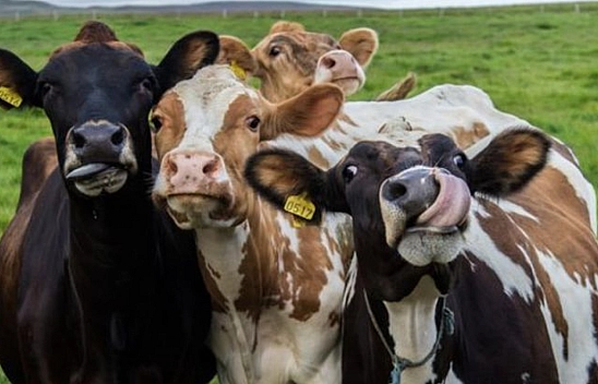 Malatya'da Üreticilere Bin TL Destek! Son Başvuru Tarihi Yaklaşıyor!