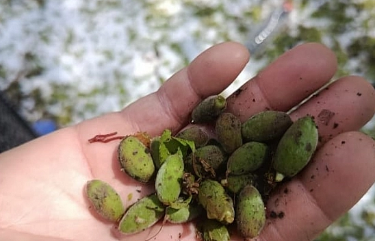 Malatya'da üreticilerin bir yıllık emeği doluya teslim oldu