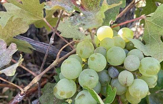 Malatya'da üretim durma noktasında! Traktörlerle taşınan üzüm, şimdi sadece hatıralarda….