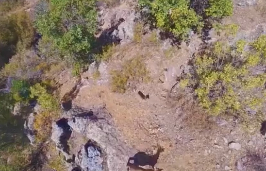 Malatya'da yaban keçileri dronla görüntülendi