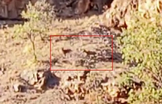 Malatya'da yaban keçileri görüntülendi