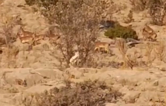Malatya'da yaban keçileri kameraya takıldı