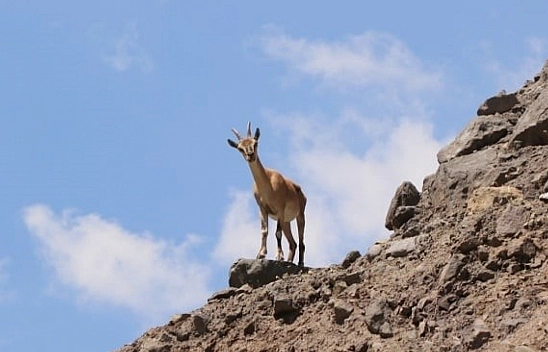 Malatya'da Yaban Keçisi Avlayana Para Cezası Kesildi!