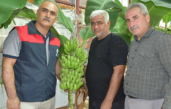 Malatya'da Yerli Muz Serası İlk Meyvelerini Verdi!