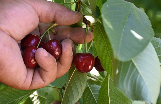 Malatya'da Yetiştiriliyor..! Dünyada ve Türkiye'de talep çok fakat işçi yok...
