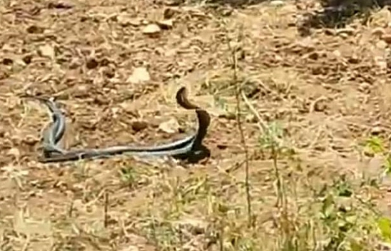Malatya'da yılanların çiftleşme dansı kamerada