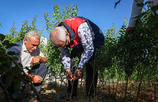 Malatya'da yılda 850 bin tane üretiliyor