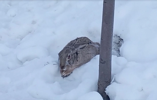 Malatya'da yiyecek arayan tavşan okul bahçesinde görüntülendi