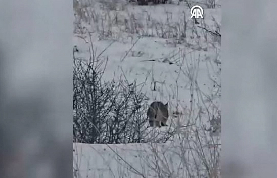 Malatya'da yiyecek arayan vaşak kameralara yansıdı