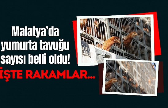 Malatya'da yumurta tavuğu sayısı belli oldu!