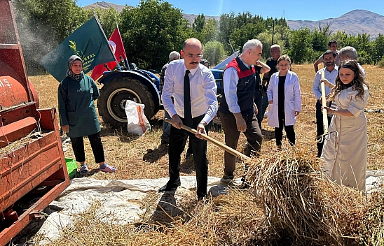 Malatya'da yüzde 75 hibe desteğiyle ekimi yapıldı: Çölyak hastaları için besin kaynağı oluyor